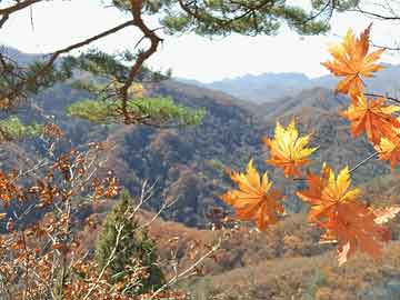 门楼寺村民委员会天气预报及影响深度解析